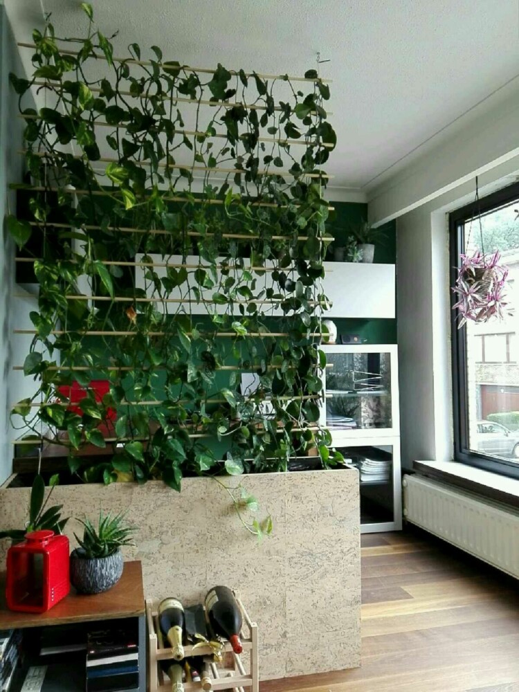 Комнатные растения в интерьере дома / квартиры